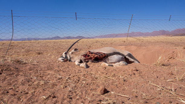 antelope