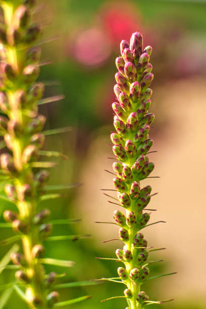 liatris