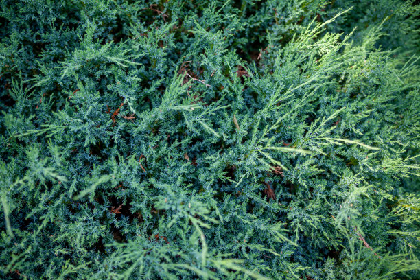 overgrown