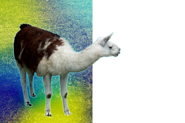 llama