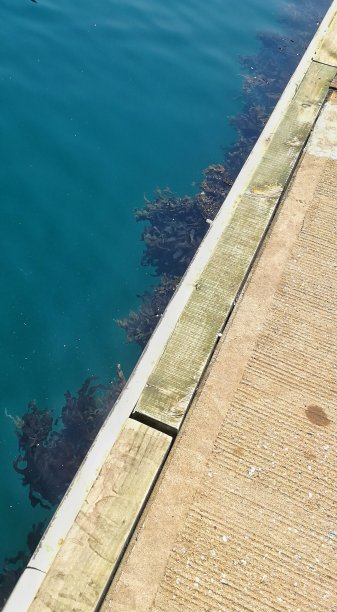 中华海草