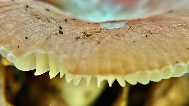 gills
