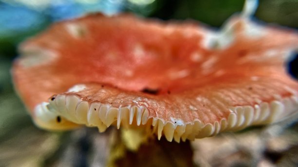 gills