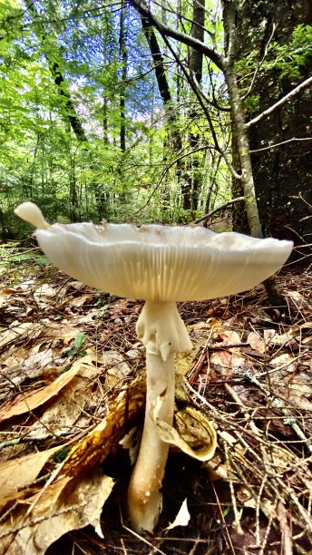agaric