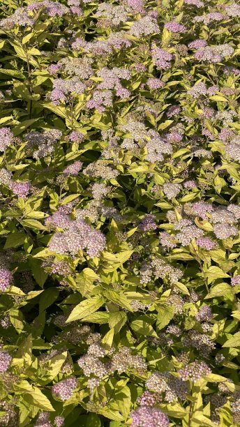 filipendula