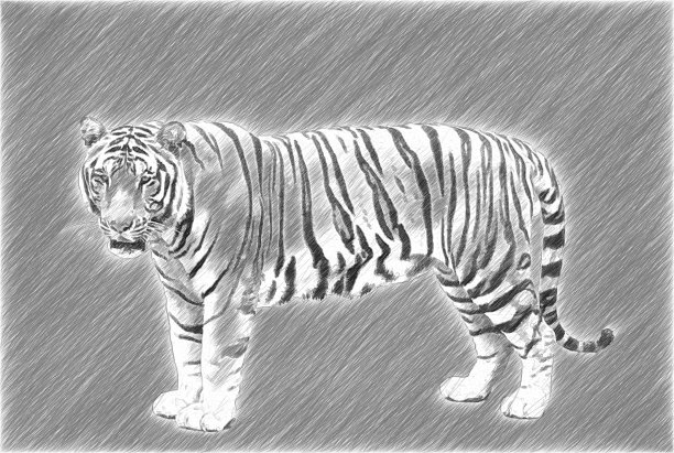 条纹,动物园,西伯利亚虎