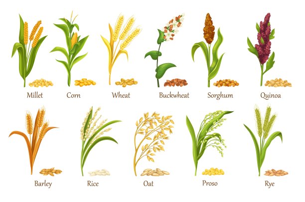 millet