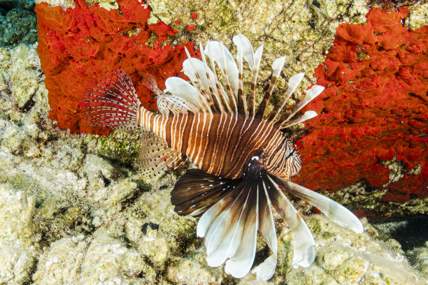 lionfish