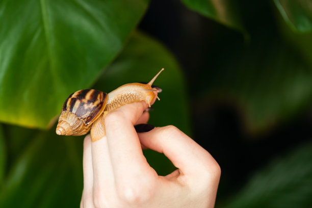 无脊椎动物标志