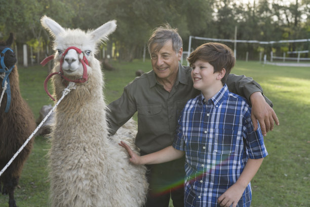 llama