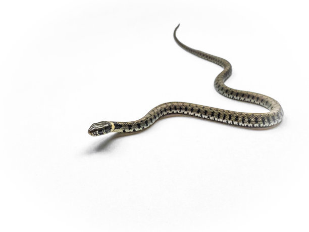 natrix