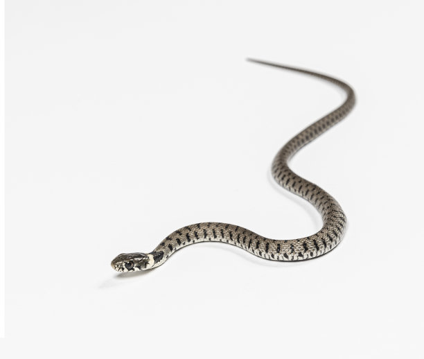 natrix