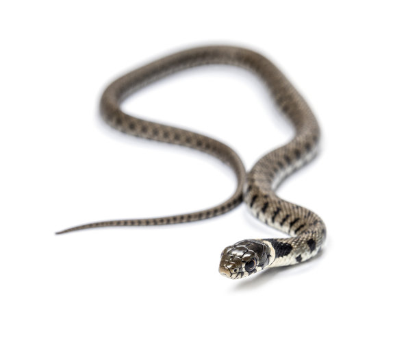 natrix