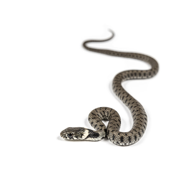 natrix