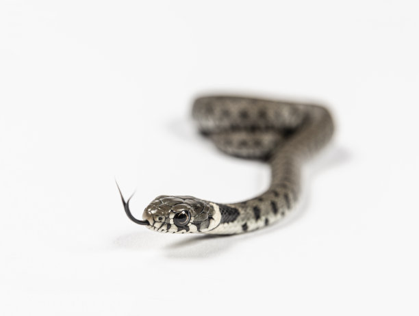 natrix