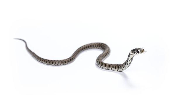 natrix