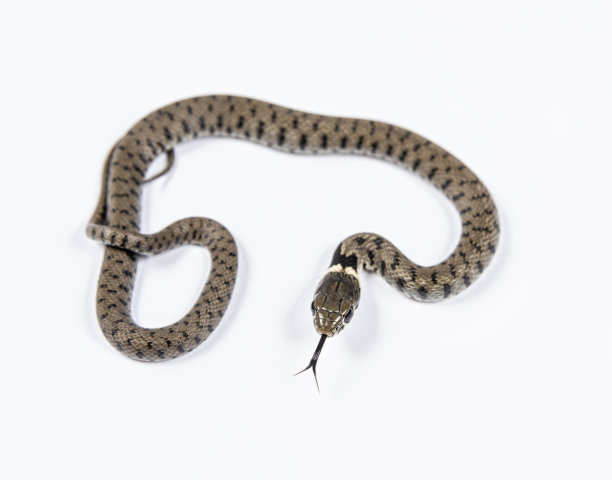 natrix