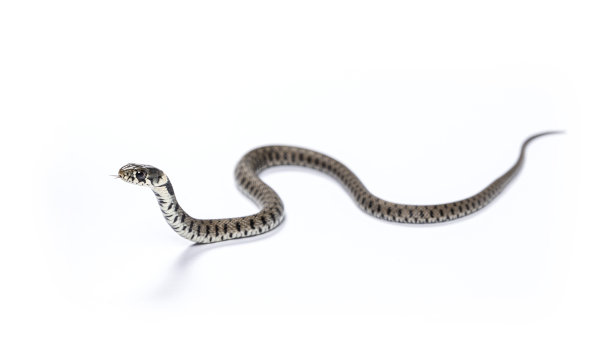 natrix