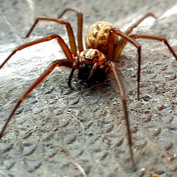 arachnid