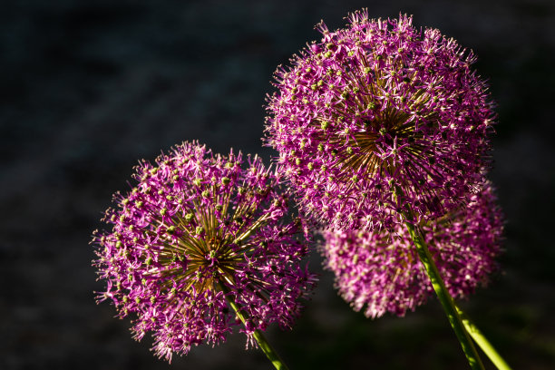 精美紫色绿色圆形花纹图案