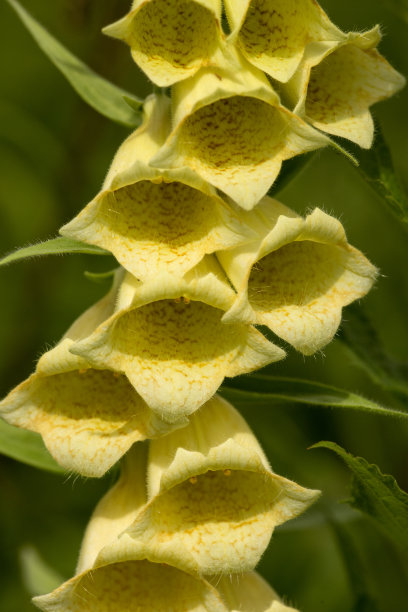 digitalis