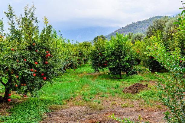 orchard