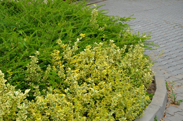overgrown