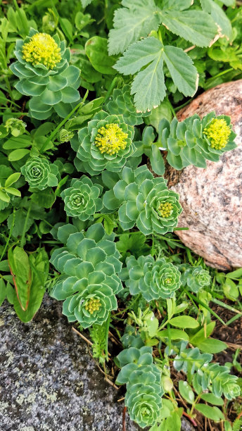 rhodiola