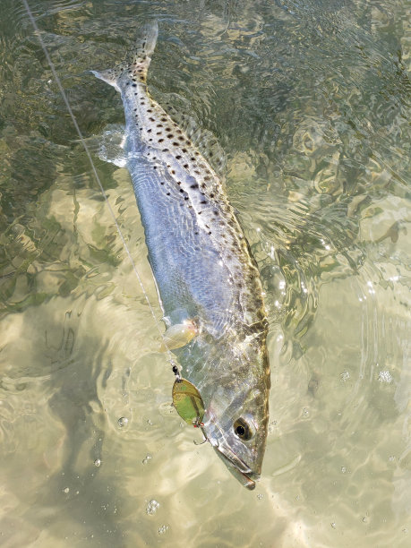 salvelinus