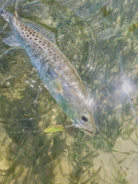 salvelinus
