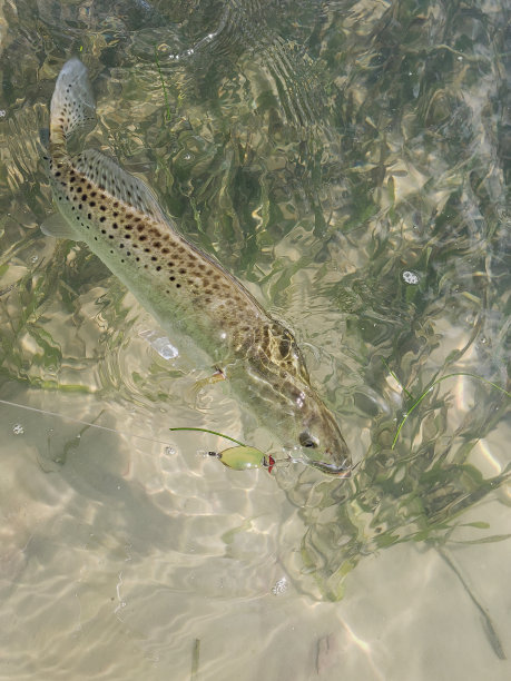 salvelinus