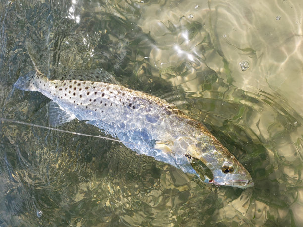 salvelinus
