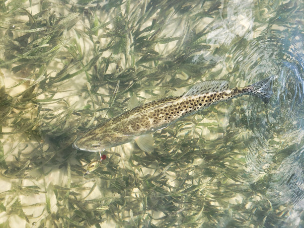 salvelinus
