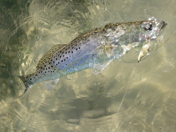 salvelinus