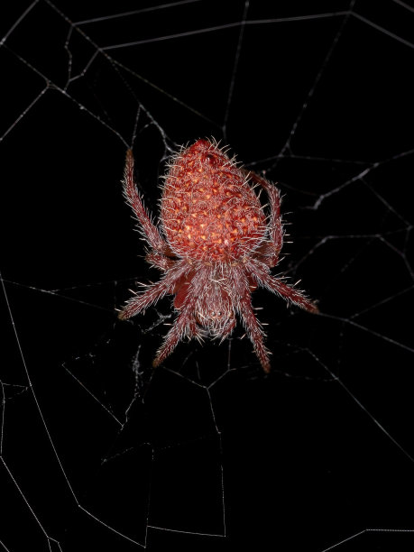 红web