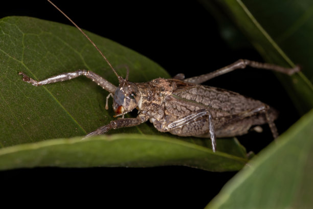 katydid