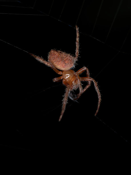 红web