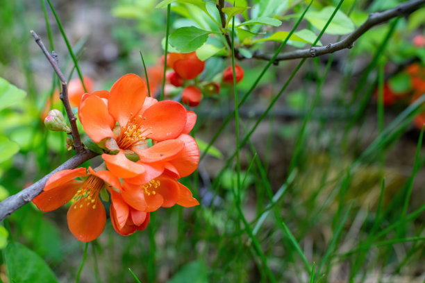chaenomeles