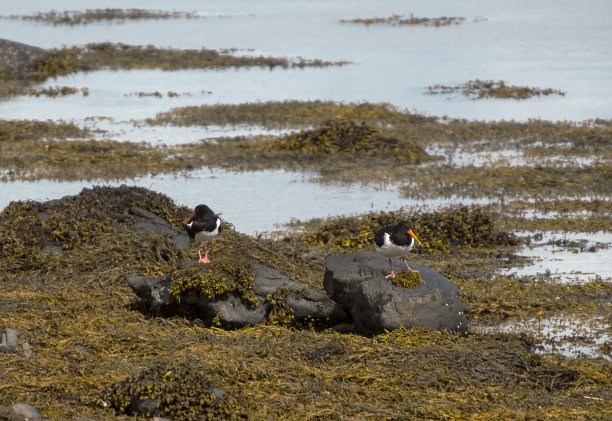 haematopus