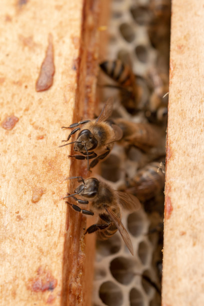beekeeper