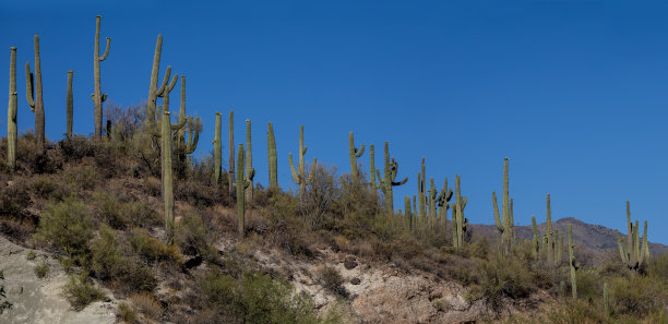 ocotillo
