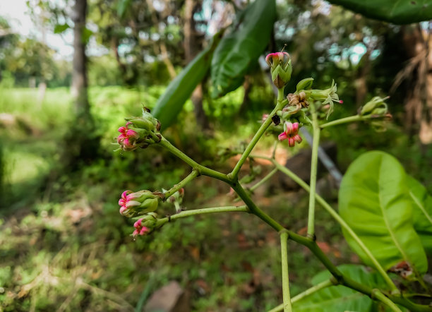 腰果花印花