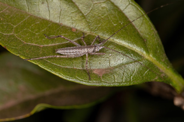 katydid