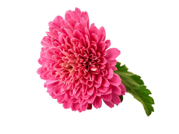 花蕾,菊花,花簇
