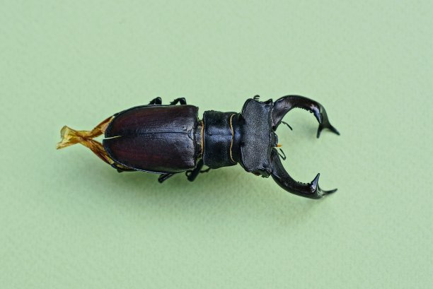 arthropod