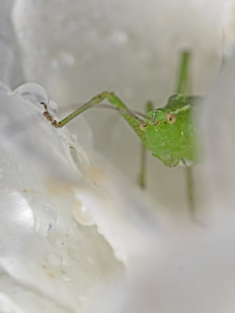 katydid