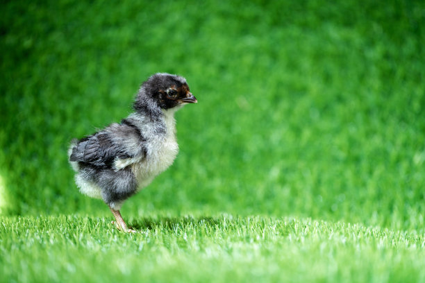 cock