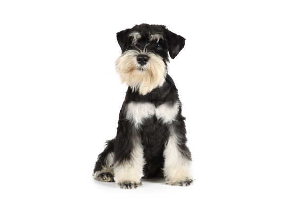 schnauzer