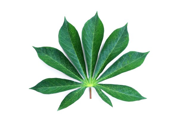 农作物,叶子,种植园