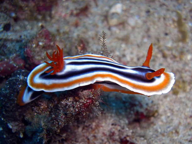 mollusk